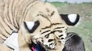 Beautiful #viral #short #video