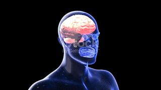 Scan the human body to see the brain