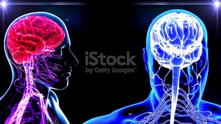 The human brain nervous system