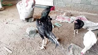 The chicken party