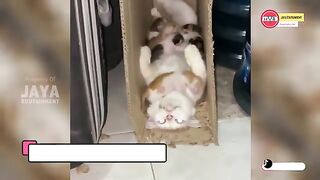 mother cat looking for fried tofu