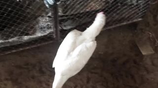 The chicken friends