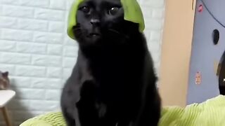 Funny Animal Videos  Best Dogs And Cats Videos ????????