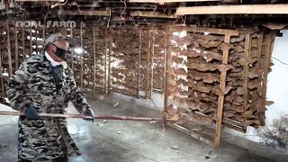 SilkWorm Farm - How Billions of SilkWorm for silk Chinese - Silk Cocoon Harvest Processing Factory 2