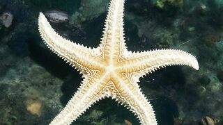 Fakta unik bintang laut