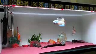 Fish keeping