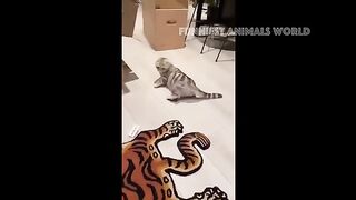 Funny cats and dogs video funny animal 2024