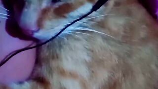 cute cat wearing a headset