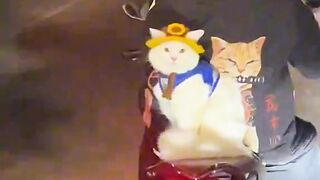 Brave Cat Riding on a Motorcycle????