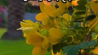 صباحكم ورد