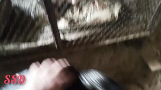 Our zoo and the chicken
