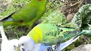 Red headed parrot
