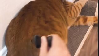 Funny pets#05