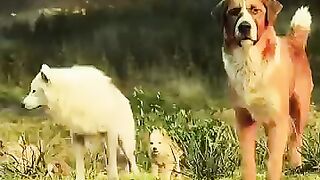 FEARLESS DOG __ #dog #bear #respect #coldestmoment credit- @DRAGONWARRIORYT8080 .
