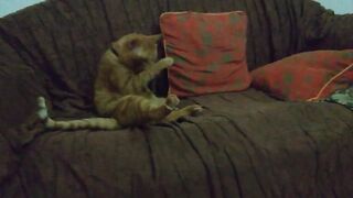 my naughty pet cat.