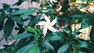 Best flowers 2