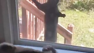 Hilarious Cats Caught in the Act!!