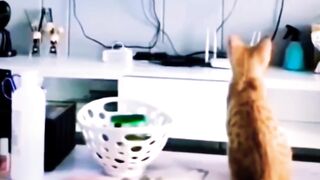 A cat that dance with Michael Jackson.????????????