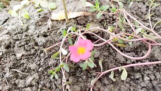 Flowers????