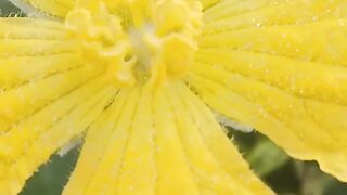Flower/ফুল মানুষের মনকে ভালো করে তোলে।