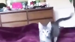 Funny cats ???? episode 144