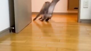 Funny animals 2023???? - Funniest Cats and Dogs Video???????? 8