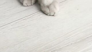 ???? #cat #cats 2