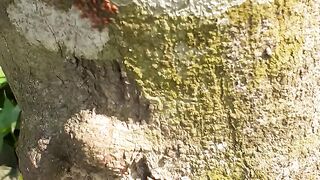 Ant family Life