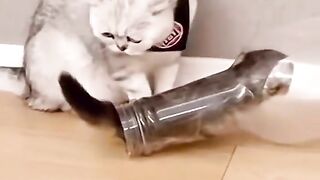 Animals funny 4