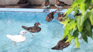 Colorful  ducks