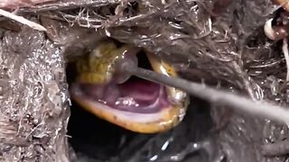 কীভাবে বর্শি দিয়ে খুব সহজেই গতি মাছ ধরা যায়!