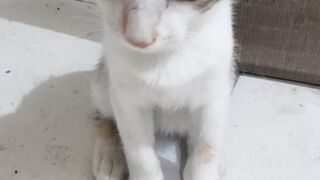 Cute ???? cat