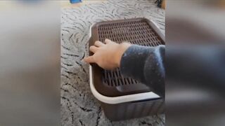 funny video 538
