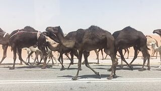 Saudi Arabia High woy the camel ???? run