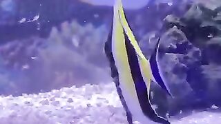 Aquarium 9