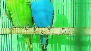 Beautiful Bird.