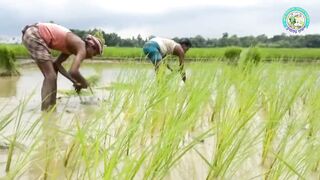 Successful farmers in mustard-maize and gourd cultivation Krishoker Foshol