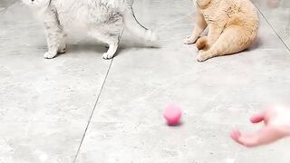 Very cute and funny animal videos for laugh laugh la