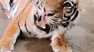 The tiger is angry.