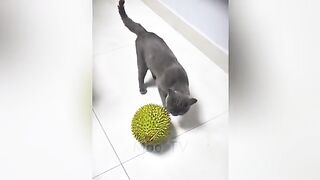 New Funniest Animals 2024 ???? Best Funny Cats and Dogs ????