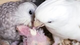 Cockatiel baby feeding