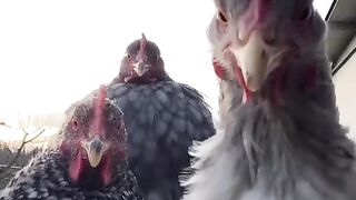 Cock dans