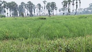 green rice fields