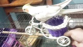 The tame bird cockatiel
