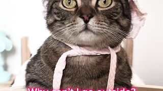 Why I keep my cat indoors _shorts _cat _funny
