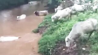 cow ????