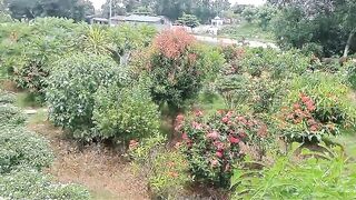Natural scenary of the village
