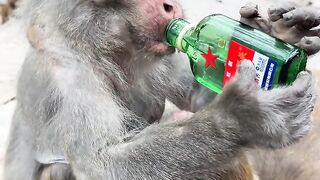 বানর মদ পান করছে ????????