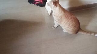 Local cat