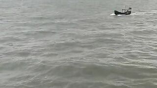Sea life for hunting fish by boat